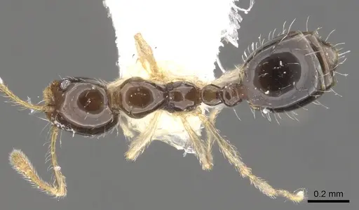 Monomorium draxocum specimen CASENT0902241 image casent0902241_1
