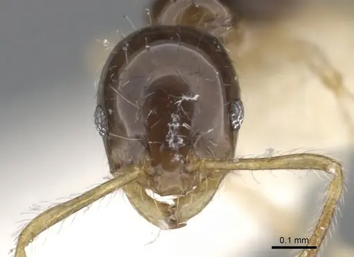 Monomorium draxocum specimen CASENT0902241 image casent0902241_2