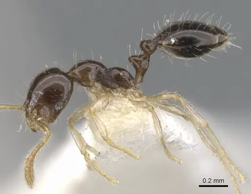 Monomorium draxocum specimen CASENT0902241 image casent0902241_3