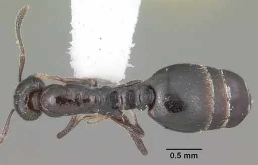 Monomorium ebeninum specimen CASENT0104082 image casent0104082_1