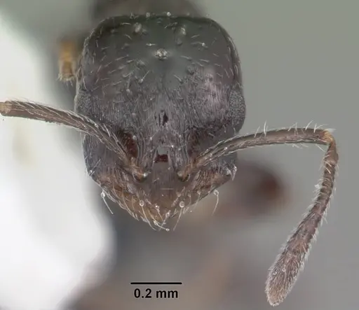 Monomorium ebeninum specimen CASENT0104082 image casent0104082_2