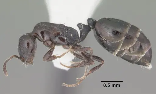 Monomorium ebeninum specimen CASENT0104082 image casent0104082_3
