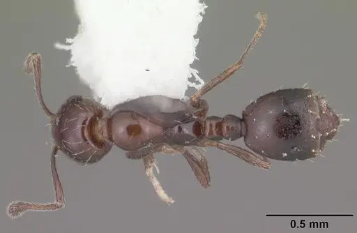 Monomorium ebeninum specimen CASENT0104083 image casent0104083_1