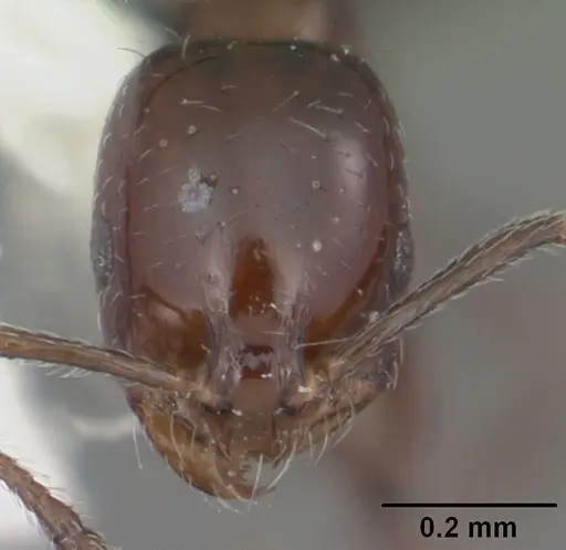 Monomorium ebeninum specimen CASENT0104083 image casent0104083_2
