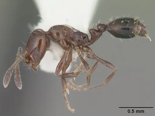Monomorium ebeninum specimen CASENT0104083 image casent0104083_3