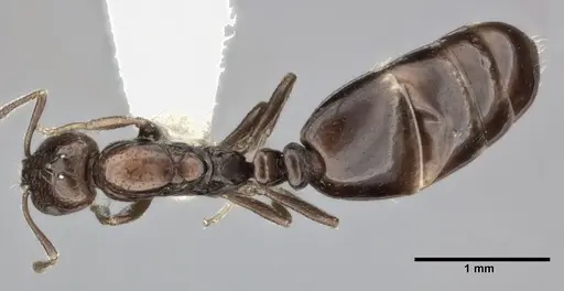 Monomorium ebeninum specimen CASENT0246063 image casent0246063_1