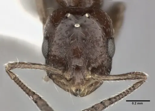 Monomorium ebeninum specimen CASENT0246063 image casent0246063_2