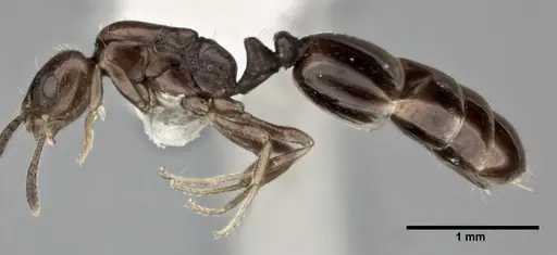 Monomorium ebeninum specimen CASENT0246063 image casent0246063_3