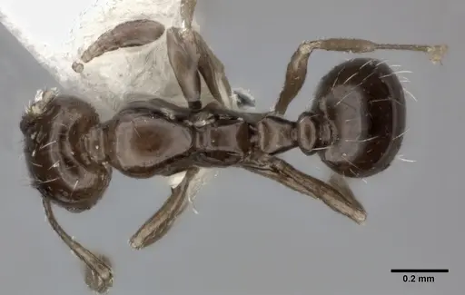 Monomorium ebeninum specimen CASENT0246064 image casent0246064_1