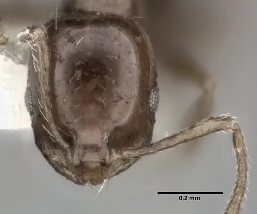 Monomorium ebeninum specimen CASENT0246064 image casent0246064_2
