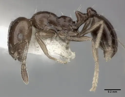 Monomorium ebeninum specimen CASENT0246064 image casent0246064_3
