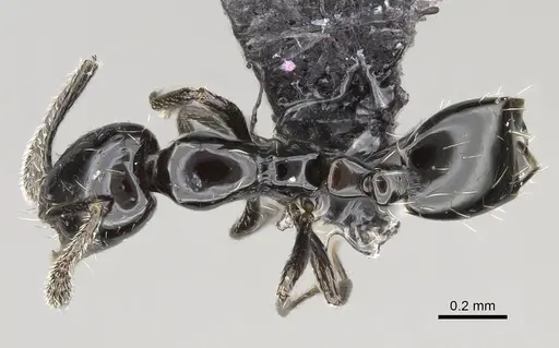 Monomorium ebeninum specimen CASENT0318457 image casent0318457_1