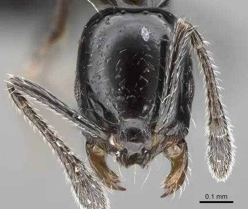 Monomorium ebeninum specimen CASENT0318457 image casent0318457_2
