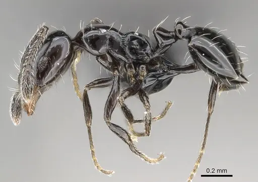 Monomorium ebeninum specimen CASENT0318457 image casent0318457_3