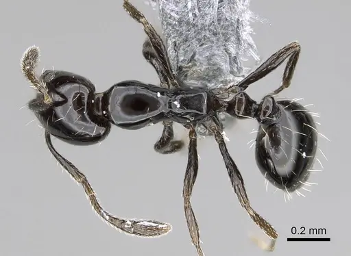 Monomorium ebeninum specimen CASENT0729633 image casent0729633_1