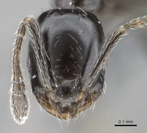 Monomorium ebeninum specimen CASENT0729633 image casent0729633_2