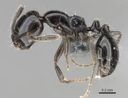 Monomorium ebeninum specimen CASENT0729633 image casent0729633_3