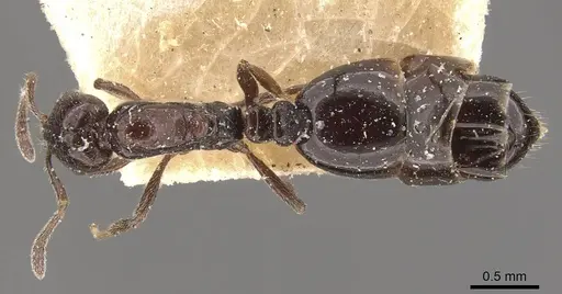 Monomorium ebeninum specimen CASENT0908695 image casent0908695_1