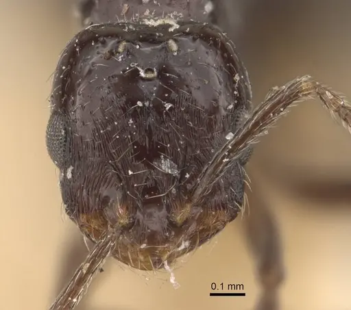 Monomorium ebeninum specimen CASENT0908695 image casent0908695_2