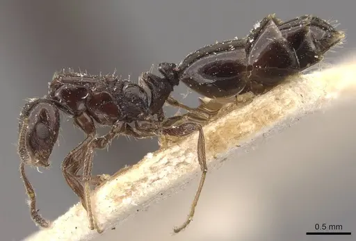 Monomorium ebeninum specimen CASENT0908695 image casent0908695_3
