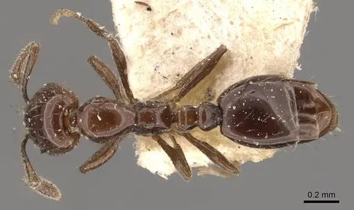 Monomorium ebeninum specimen CASENT0908696 image casent0908696_1