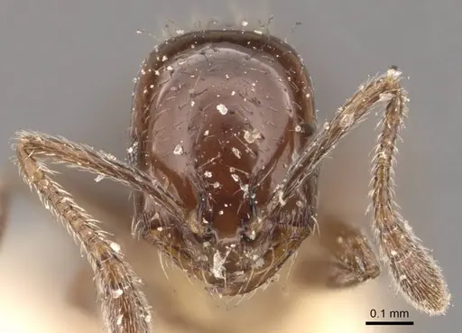 Monomorium ebeninum specimen CASENT0908696 image casent0908696_2