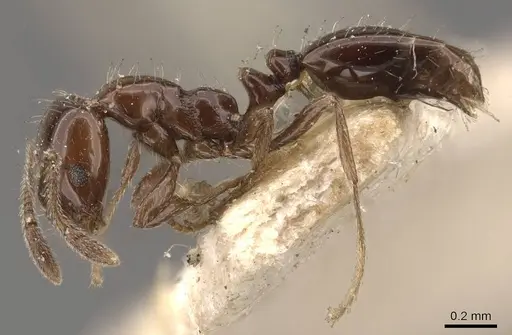 Monomorium ebeninum specimen CASENT0908696 image casent0908696_3