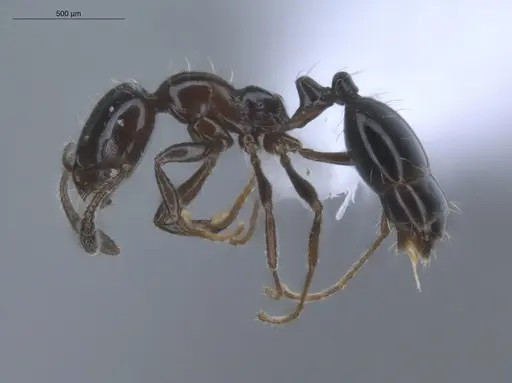 Monomorium ebeninum specimen ECOFOG-BOUM-0507-01 image ecofog-boum-0507-01_3