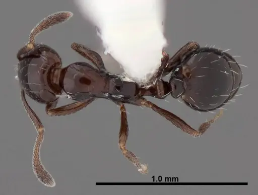 Monomorium ebeninum specimen FMNHINS0000088660 image fmnhins0000088660_1
