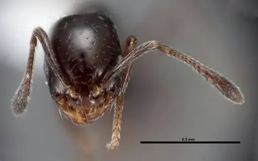 Monomorium ebeninum specimen FMNHINS0000088660 image fmnhins0000088660_2