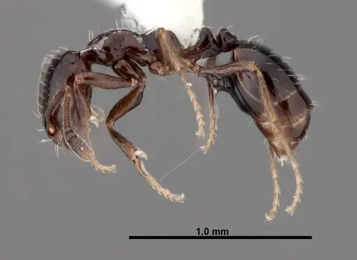 Monomorium ebeninum specimen FMNHINS0000088660 image fmnhins0000088660_3