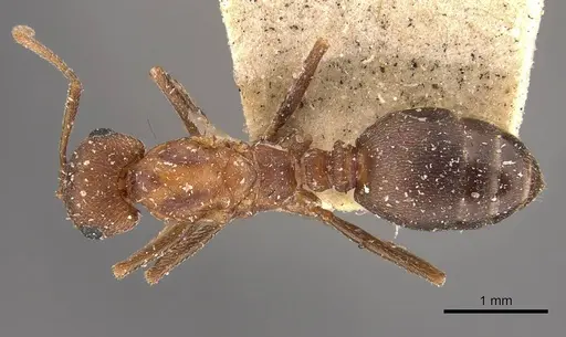 Monomorium effractor specimen CASENT0908781 image casent0908781_1