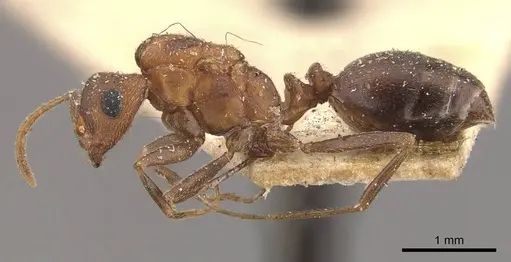 Monomorium effractor specimen CASENT0908781 image casent0908781_3