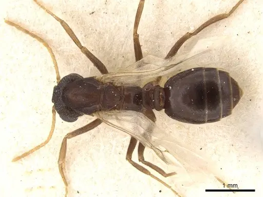 Monomorium effractor specimen CASENT0914321 image casent0914321_1