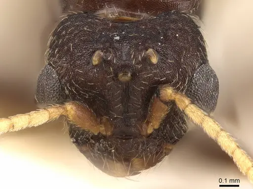 Monomorium effractor specimen CASENT0914321 image casent0914321_2