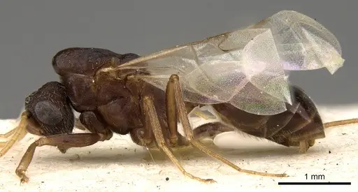 Monomorium effractor specimen CASENT0914321 image casent0914321_3