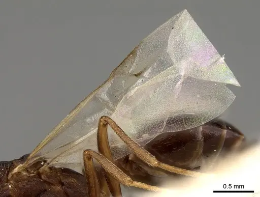 Monomorium effractor specimen CASENT0914321 image casent0914321_4