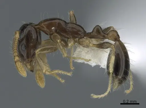 Monomorium egens specimen CASENT0408314 image casent0408314_1
