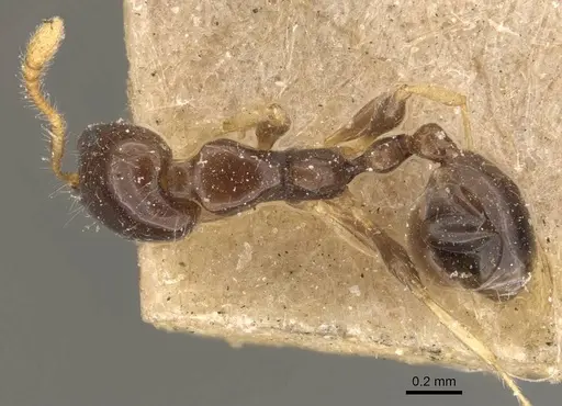 Monomorium egens specimen CASENT0908697 image casent0908697_1
