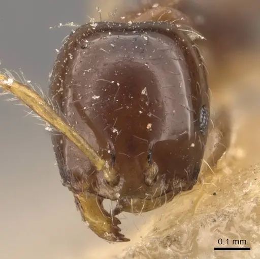 Monomorium egens specimen CASENT0908697 image casent0908697_2
