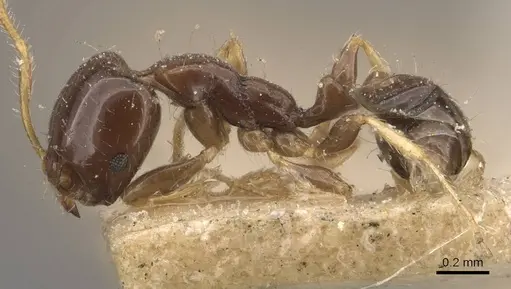 Monomorium egens specimen CASENT0908697 image casent0908697_3