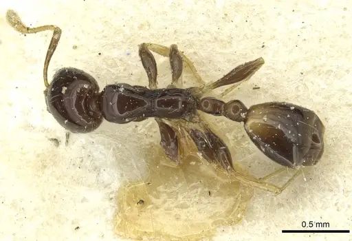 Monomorium egens specimen CASENT0913576 image casent0913576_1