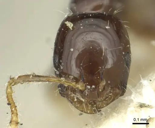 Monomorium egens specimen CASENT0913576 image casent0913576_2