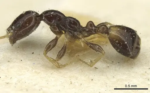 Monomorium egens specimen CASENT0913576 image casent0913576_3