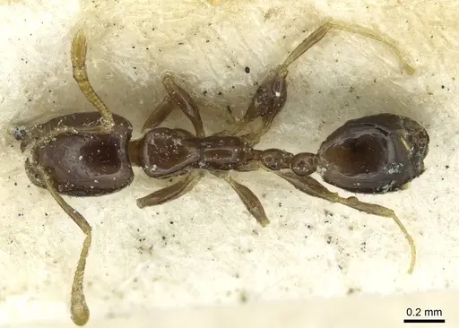 Monomorium egens specimen CASENT0913577 image casent0913577_1
