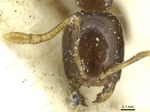 Monomorium egens specimen CASENT0913577 image casent0913577_2