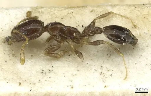 Monomorium egens specimen CASENT0913577 image casent0913577_3