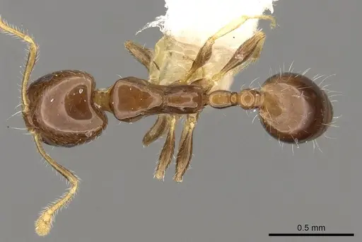 Monomorium egens specimen CASENT0914330 image casent0914330_1