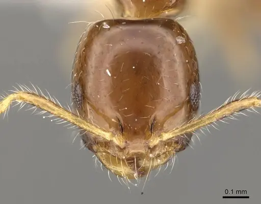 Monomorium egens specimen CASENT0914330 image casent0914330_2