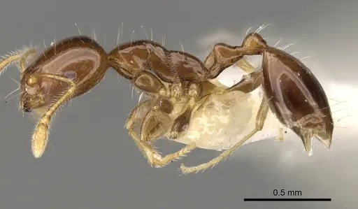 Monomorium egens specimen CASENT0914330 image casent0914330_3